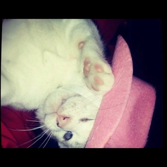 Meet your Posher, Sierra - Picture 1 of 1